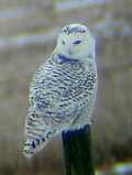 Snowy Owl